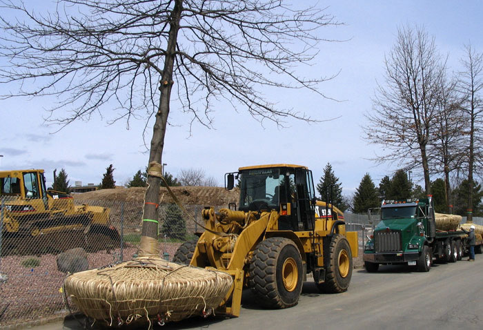 Kelco Landscaping - Large Tree Installations Gallery